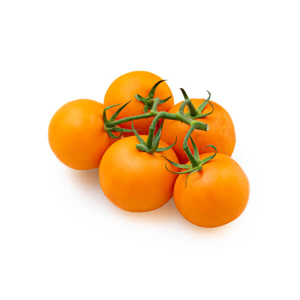 variant-1